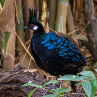 bažant palawanský - Polyplectron napoleonis