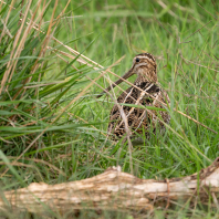 bekasina otavní - Gallinago gallinago