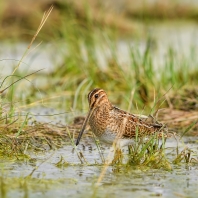 bekasina otavní - Gallinago gallinago