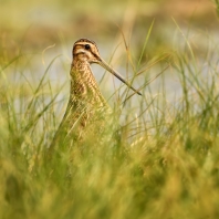 bekasina otavní - Gallinago gallinago