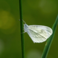 bělásek luční - Leptidea juvernica