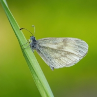 bělásek luční - Leptidea juvernica