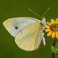 bělásek řepový - Pieris rapae