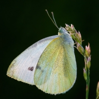 bělásek řepový - Pieris rapae