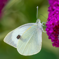 bělásek zelný - Pieris brassicae