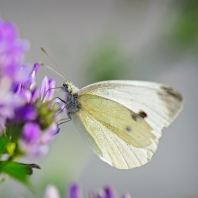 bělásek zelný - Pieris brassicae