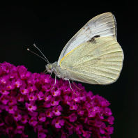 bělásek zelný - Pieris brassicae