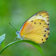 Belenois thysa