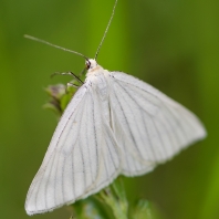 bělokřídlec luční - Siona lineata