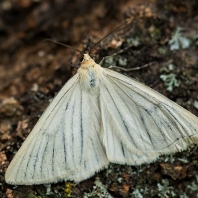 bělokřídlec luční - Siona lineata