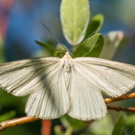 bělokřídlec luční - Siona lineata