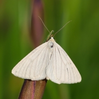 bělokřídlec luční - Siona lineata