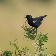 bělořit běloramenný - Myrmecocichla nigra