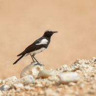 bělořit horský - Myrmecocichla monticola