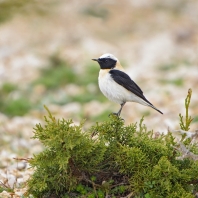 bělořit okrový - Oenanthe hispanica