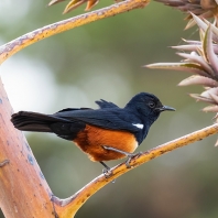 bělořit oranžovobřichý - Thamnolaea...