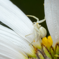 běžník kopretinový - Misumena vatia