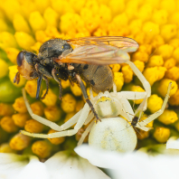 běžník kopretinový - Misumena vatia