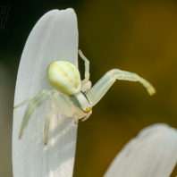 běžník kopretinový - Misumena vatia