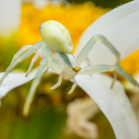 běžník kopretinový - Misumena vatia