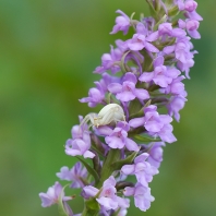 běžník kopretinový - Misumena vatia