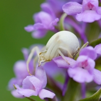 běžník kopretinový - Misumena vatia