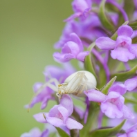 běžník kopretinový - Misumena vatia