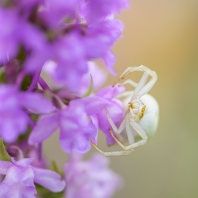 běžník kopretinový - Misumena vatia