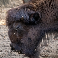bizon - Bison bison