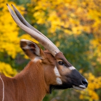 bongo horský - Tragelaphus eurycerus isaaci