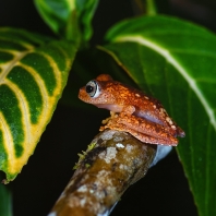 Boophis pyrrhus