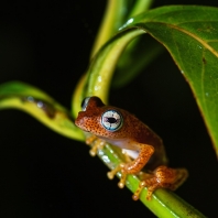 Boophis pyrrhus