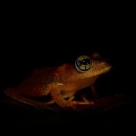 Boophis pyrrhus