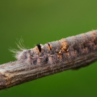 bourovec ovocný - Gastropacha quercifolia