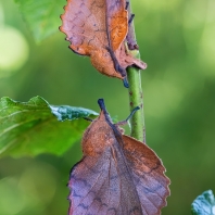 bourovec ovocný - Gastropacha quercifolia