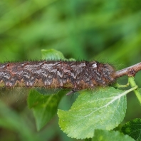 bourovec ovocný - Gastropacha quercifolia