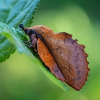 bourovec ovocný - Gastropacha quercifolia