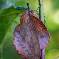 bourovec ovocný - Gastropacha quercifolia