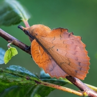 bourovec ovocný - Gastropacha quercifolia