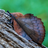 bourovec ovocný - Gastropacha quercifolia