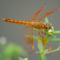Brachythemis contaminata