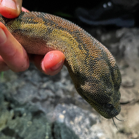 bradavičník arafurský - Acrochordus...