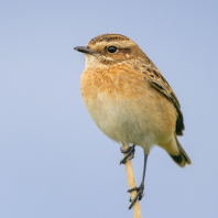 bramborníček hnědý - Saxicola rubetra