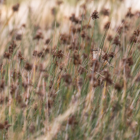 bramborníček hnědý - Saxicola rubetra