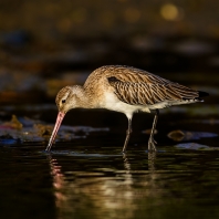 břehouš černoocasý - Limosa limosa