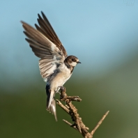 břehule africká - Riparia cincta