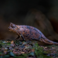 brokesia růžkatá - Brookesia superciliaris