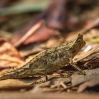 brokesia růžkatá - Brookesia superciliaris