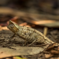 brokesie růžkatá - Brookesia superciliaris