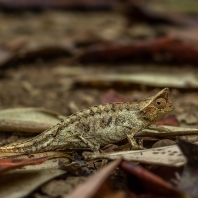 brokesie růžkatá - Brookesia superciliaris